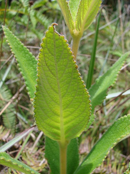 File:Sinningia sceptrum — João de Deus Medeiros 002 (1).jpg