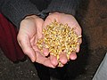 Malted (germinated) barley grains