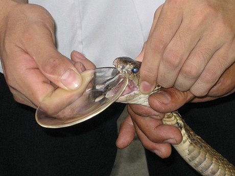 File:Snake Milking.jpg