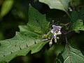 Miniatura para Solanum anguivi