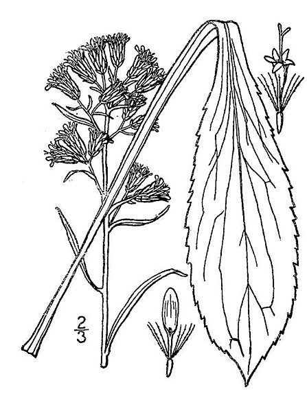 File:Solidago simplex01.jpg