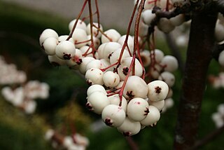 <i>Sorbus koehneana</i> Species of plant in the genus Sorbus