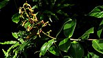 Souroubea guianensis Aubl. (3145446056).jpg