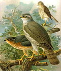 Thumbnail for File:Sparrowhawk04.JPG