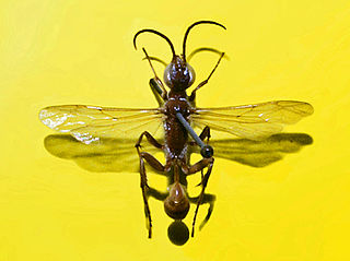 <i>Chalybion flebile</i> Species of wasp