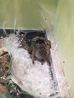 Spiders Genova - Ceratogyrus marshalli.jpg