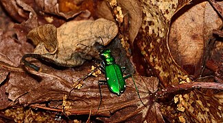 Cicindela sexguttata - Wikipedia