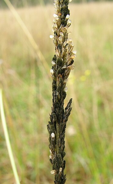 File:Sporobolus africanus seedhead ergot5 (7417305860).jpg