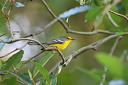 St.Lucia Warbler nEO.jpg