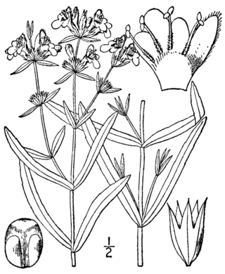 <i>Stachys hyssopifolia</i> Species of flowering plant