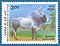 Stamp of India - 2000 - Colnect 161120 - Kangayam Zebu Bos primigenius indicus.jpeg