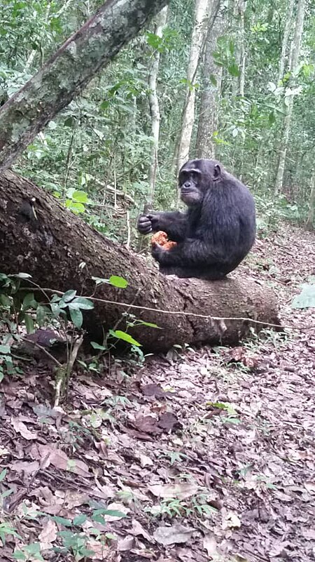 ไฟล์:Staring Chimpanzee - Uganda Wildlife Conservation Centre Entebbe.jpg