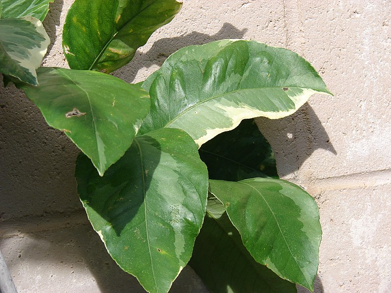 File:Starr-080103-1445-Citrus limon-variegated leaves-Lowes Garden Center Kahului-Maui (24806446181).jpg