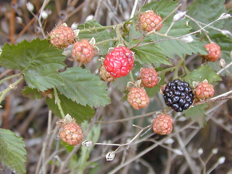 File:Starr 010717-0064 Rubus argutus.jpg