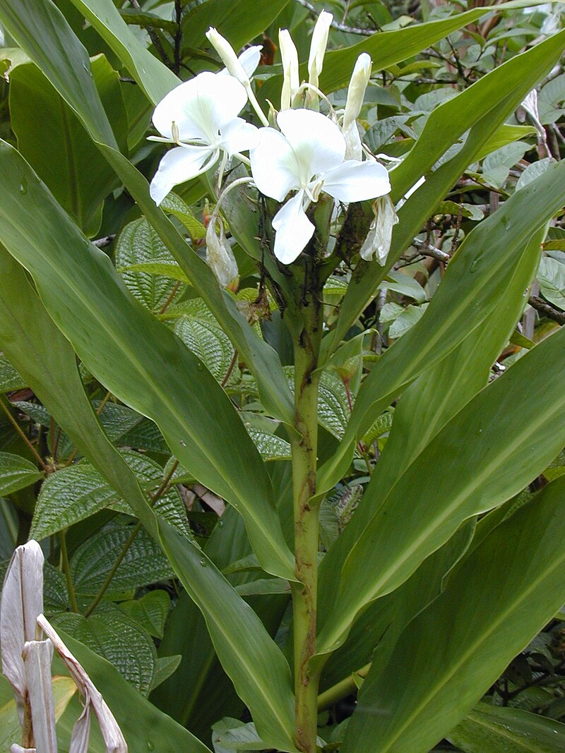 Hedychium coronarium - Wikipedia, la enciclopedia libre