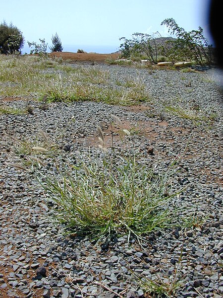 File:Starr 030429-0105 Pennisetum polystachion.jpg