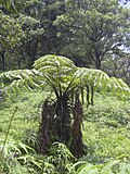 Thumbnail for Dicksoniaceae