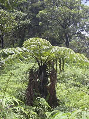 Helecho arborescente con frondas de hojas antes y después de desplegarse