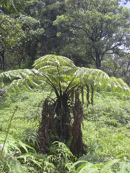 Họ Lông cu li