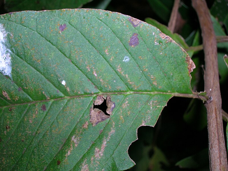 File:Starr 050818-4151 Psidium guajava.jpg