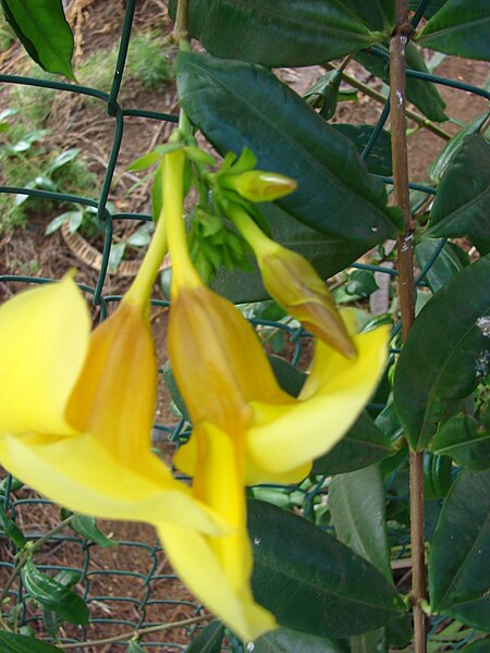 File:Starr 070123-3712 Allamanda cathartica.jpg