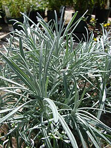 Starr 080117-2066 Helichrysum thianschanicum.jpg