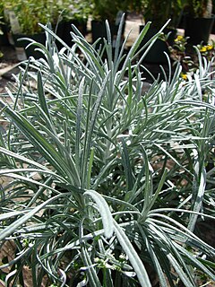 <i>Helichrysum thianschanicum</i> Species of shrub