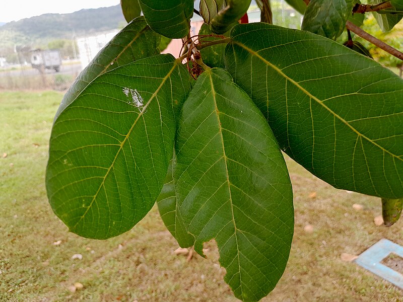 File:Sterculia-shillinglawii-SF23280-03.jpg