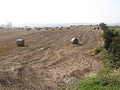 Straw bales in a field alongside the Ballynoe Road - geograph.org.uk - 2636712.jpg