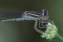 Стрим Bluet Enallagma exulsans 2009-05-02.jpg