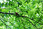 Thumbnail for File:Summer tanager (51270084295).jpg