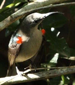 Cyanomitra Veroxii: Especie avícola africana