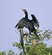 Sunderban, West Bengal 4.jpg