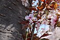 P091 駿府桜 Sunpuzakura 花の写真