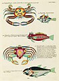 Surreal illustration of fishes and crabs found in Moluccas (Indonesia) and the East Indies by Louis Renard, digitally enhanced by rawpixel-com 19.jpg