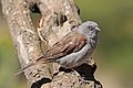 * Nomination Swainson's sparrow (Passer swainsonii), Ethiopia --Charlesjsharp 09:35, 12 February 2018 (UTC) * Promotion Good quality. --Ermell 10:56, 12 February 2018 (UTC)