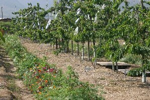 Sweet cherry orchard at the PUCV Experiment Station in Quillota. This picture shows a view of the orchard floor including a floral biodiversity strip 