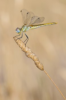 Fêmea de libélula-de-nervuras-vermelhas (Sympetrum fonscolombii) em Sète, França (definição 2 809 × 4 214)