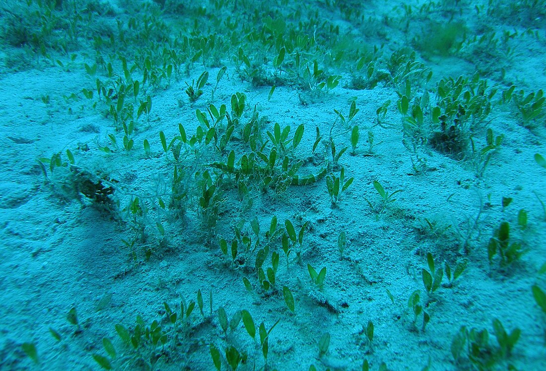 File:Syngnathus dawsoni in La Parguera, Lajas, Puerto Rico.jpg