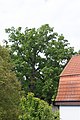 Deutsch: Eiche in Tüschnitz Küps; Naturdenkmal 476/005 English: Protected Oak in Tüschnitz, Küps