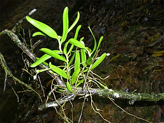 <i>Thrixspermum trichoglottis</i> Species of orchid