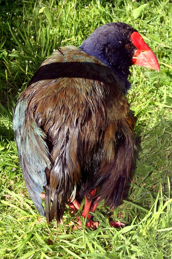 South Island takahē (Porphyrio hochstetteri) from behind, showing the short, soft, and fluffy remiges typical of flightless rails