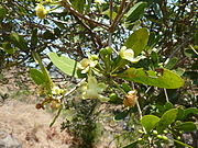 Glänzende, ovale Blätter und weiße Blüten