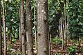Teak-tree-plantation.jpg