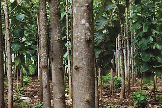 Teak tree plantation Teak-tree-plantation.jpg