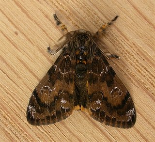 <span class="mw-page-title-main">Painted apple moth in New Zealand</span>