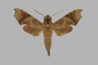 <i>Temnora sardanus</i> Species of moth