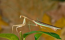 Tenodera sinensis 5 Luc Viatour.jpg