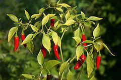 Thai peppers (C. annuum)