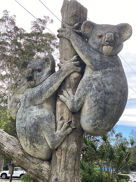 File:The Big Koala Family at Billabong Zoo Port Macquarie.jpg